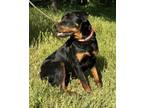 Adopt Beretta a Black Mixed Breed (Large) / Mixed dog in Oklahoma City