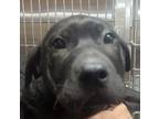 Adopt Stanley a Black Shar Pei / Mixed dog in Spartanburg, SC (41299536)