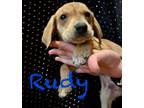 Adopt Rudy a Mixed Breed (Medium) / Mixed dog in Saint Francisville