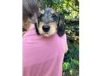 Adopt Minnie a Black - with Tan, Yellow or Fawn Mixed Breed (Medium) / Mixed dog