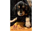 Adopt Minnie a Black - with Tan, Yellow or Fawn Mixed Breed (Medium) / Mixed dog
