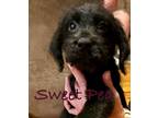 Adopt Sweet Pea a Mixed Breed (Medium) / Mixed dog in Saint Francisville