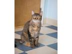 Adopt STITCHES a Brown or Chocolate Domestic Shorthair / Domestic Shorthair /