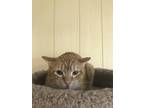 Adopt MISS DRYFUS a Orange or Red Domestic Shorthair / Mixed Breed (Medium) /