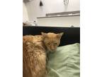 Adopt WRIGLEY a Orange or Red Domestic Shorthair / Domestic Shorthair / Mixed