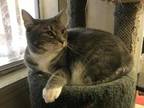 Adopt GRAYCEE a Gray or Blue Domestic Shorthair / Domestic Shorthair / Mixed cat