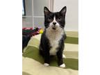 Adopt Phanny a Domestic Shorthair / Mixed (short coat) cat in Walden