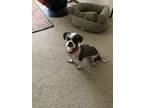 Adopt Cooper a Black - with White Shih Tzu / Mixed dog in King City