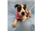 Adopt Zorri a Labrador Retriever / Mixed dog in Little Rock, AR (39402419)