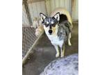 Adopt Sally a Gray/Blue/Silver/Salt & Pepper Australian Shepherd / Husky / Mixed