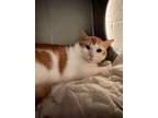 Adopt Flynn a Orange or Red Domestic Mediumhair / Domestic Shorthair / Mixed cat