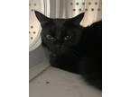 Adopt Lincoln a All Black Domestic Shorthair / Domestic Shorthair / Mixed cat in