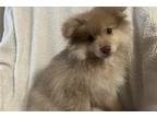 Pomeranian Puppy for sale in Wausau, WI, USA