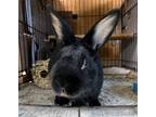 Adopt Douglas a Black American / Mixed (medium coat) rabbit in Great Neck