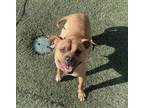 Adopt Melody a Brown/Chocolate - with Tan Mutt / Mixed dog in Memphis