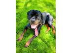 Adopt Zeus a Black - with Tan, Yellow or Fawn Rottweiler / Mixed dog in