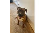 Adopt Tucker a Brown/Chocolate - with White Boxer / American Pit Bull Terrier /