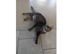 Adopt Max a Tiger Striped Domestic Shorthair (short coat) cat in Webster City