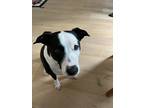 Adopt Ralphie a Black - with White Border Collie / Mixed dog in Southlake