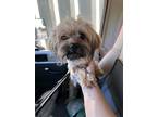 Adopt Ken a Tan/Yellow/Fawn Shih Poo / Mixed dog in Phoenix, AZ (41298209)