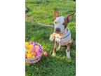 Adopt Raisin a Pit Bull Terrier / Mixed dog in Lexington, KY (41259174)