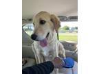 Adopt Milo a Red/Golden/Orange/Chestnut Golden Retriever / Mixed dog in Fort