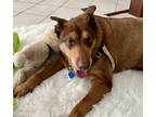 Adopt Coco Puff a Brown/Chocolate Mixed Breed (Large) / Mixed dog in Fairfax