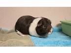 Adopt Rosco a Brown or Chocolate Guinea Pig / Mixed small animal in BELLEVUE