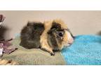 Adopt Charlie a Buff Guinea Pig / Mixed small animal in BELLEVUE, WA (41224380)
