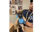 Adopt 55784725 a Brown/Chocolate Labrador Retriever / Mixed dog in Los Lunas