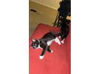 Adopt Princess a Black & White or Tuxedo American Shorthair / Mixed (medium