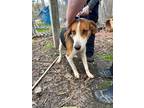 Adopt Earl a Tricolor (Tan/Brown & Black & White) Hound (Unknown Type) / Mixed