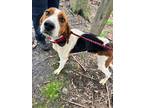 Adopt Dale a Tricolor (Tan/Brown & Black & White) Hound (Unknown Type) / Mixed