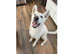 Adopt Ditch a Tan/Yellow/Fawn Shepherd (Unknown Type) / Mixed dog in Las Vegas