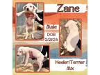 Adopt Zane a White Australian Cattle Dog / Mixed dog in Caldwell, TX (41299155)