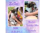 Adopt Zella a White Australian Cattle Dog / Mixed dog in Caldwell, TX (41299154)