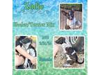 Adopt Zadie a White Australian Cattle Dog / Mixed dog in Caldwell, TX (41299153)