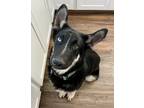 Adopt Sloan a Black - with Tan, Yellow or Fawn German Shepherd Dog / Mixed dog