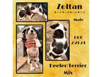 Adopt Zoltan a White Australian Cattle Dog / Mixed dog in Caldwell
