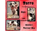 Adopt Zorro a White Australian Cattle Dog / Mixed dog in Caldwell, TX (41299147)