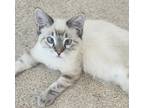 Adopt Niko a White (Mostly) Siamese (short coat) cat in Redlands, CA (41299082)