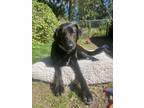 Adopt Nate a Labrador Retriever / Belgian Malinois / Mixed dog in Duncan