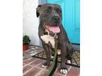 Adopt Major a Gray/Silver/Salt & Pepper - with White American Pit Bull Terrier /