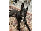 Adopt Athena a Black - with White Border Collie / Australian Kelpie / Mixed dog