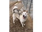 Adopt Penny a Tan/Yellow/Fawn Husky / Mixed dog in Meadow Lake, SK (41135710)