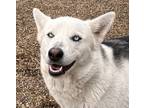 Adopt Luna a Tan/Yellow/Fawn Husky / Mixed dog in Meadow Lake, SK (41135711)