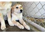 Adopt Ruh-Roh a Tan/Yellow/Fawn Great Pyrenees / Australian Shepherd / Mixed dog