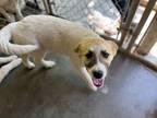 Adopt Jeepers a Tan/Yellow/Fawn Great Pyrenees / Australian Shepherd / Mixed dog