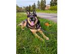 Adopt Layla a Black German Shepherd Dog / Mixed (short coat) dog in Auburn