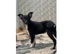 Adopt Edwina a Black Shepherd (Unknown Type) / Mixed dog in Fresno